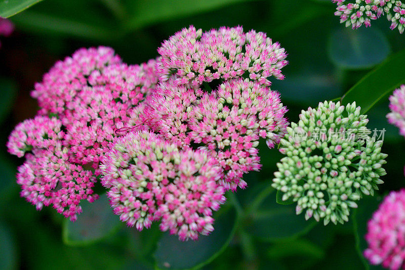 Hylotelephium spectabile / Hylotelephium / Showy stoneccrop / Live-forever / Ice plant